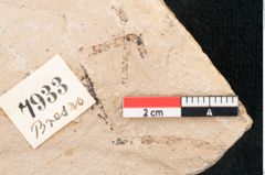 Foto (Detailansicht) von Banksia ungeri Ettingshausen (NHMW-GEO-2024-0188-7933)